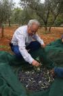 Duilio Belić  harvesting olives