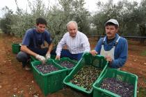 Duilio Belić nella raccolta di olive