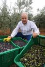 Duilio Beli nella raccolta di olive