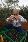 Duilio Belić harvesting olives