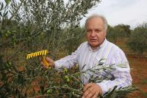 Duilio Beli bei der Olivenernte