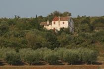  Olivenhain und Haus