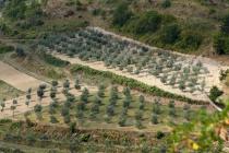  Olive grove panoramic view - Kostanjica