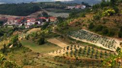  Oliveto vista panoramica - Castagna