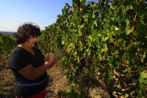 Vesna Clai in the vineyard