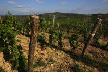 Giorgio Clai, vineyard with a panoramic view