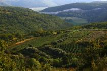 Wein- und Olivengrten im Buje-Gebiet