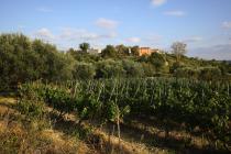 Wein- und Olivengärten im Buje-Gebiet