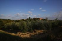 Wein- und Olivengrten im Buje-Gebiet