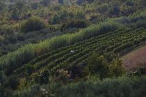 Wein- und Olivengärten im Buje-Gebiet