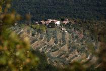  Olive grove