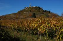  Vineyard panoramic view - Motovun