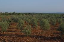  Belci olive grove
