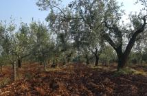  Belci olive grove