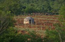  Belci olive grove and kažun (traditional Istrian stone built shelter for farmers)