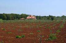  Brist olive grove