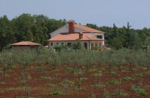  Brist olive grove