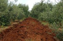  Olea.B.B. - olive grove