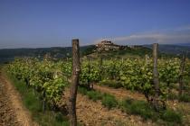  Vineyard panoramic view - Motovun