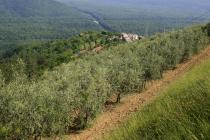  Ipša olive grove