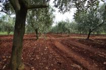  Beletić  olive grove