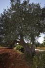  Olivenbaum