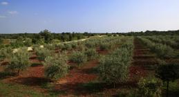  St. Meneghetti olive growe