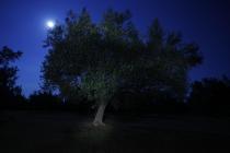  Olive tree at night