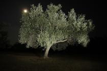  Albero di olivo di notte