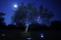  Albero di olivo di notte