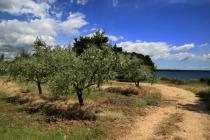  Olive grove panoramic view