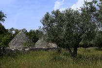  Olive tree and kažun (traditional Istrian stone built shelter for farmers)