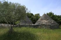  Olive tree and kažun (traditional Istrian stone built shelter for farmers)