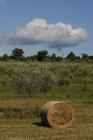  Olive grove and round bales of hay - panoramic view