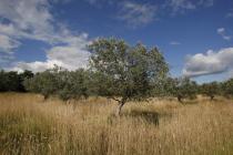  Albero di olivo vista panoramica