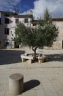  Albero di olivo - ambiente cittadino