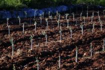 New olive grove and kažun (traditional Istrian stone built shelter for farmers)