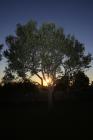  Olivenbaum bei Sonneuntergang