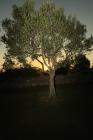  Albero di olivo - tramonto