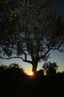  Olivenbaum bei Sonneuntergang