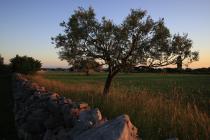  Olivenbaum und Trockenmauer bei Sonneuntergang