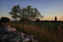 Olivenbaum Panoramablick bei Sonneuntergang