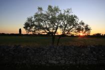  Albero di olivo - tramonto