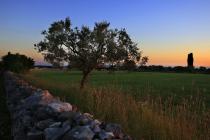  Albero di olivo vista panoramica - tramonto