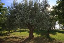  Albero di olivo