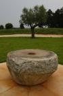  Albero di olivo e base di frantoio in pietra