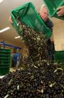 Duilio Belić bereitet die Oliven zur Bearbeitung vor