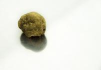  White istrian truffle