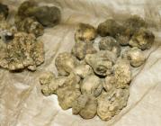  White istrian truffles