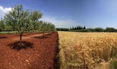  Olive tree and grain field
